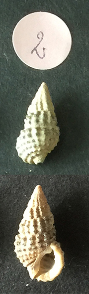 Clypeomorus bifasciata Sans_t63
