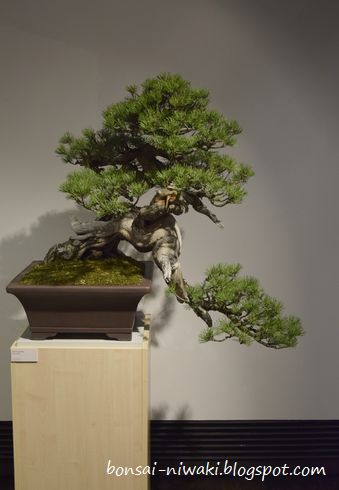 International Bonsai Exhibition - Nobuyuki Kajiwara & Friends (Poland,2018) _dsc0010