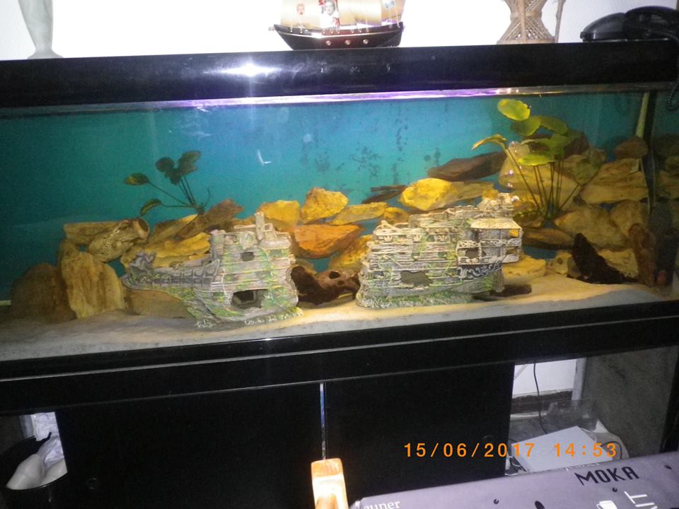 Mon Aquarium 19060010