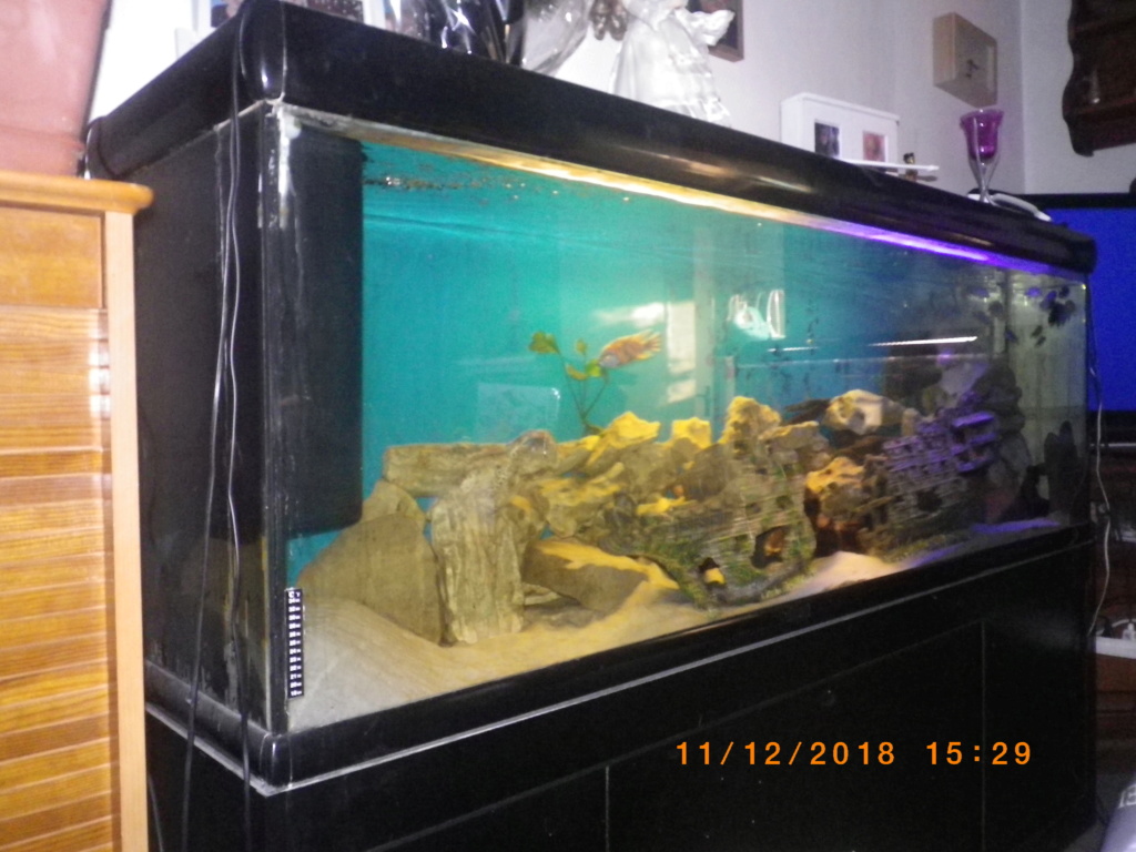 Mon Aquarium Imgp3112