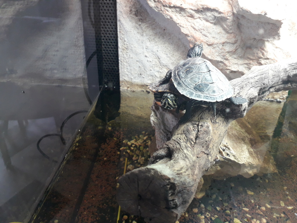 200l tortues 20181111