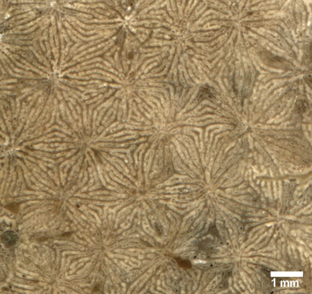 Disposiciones de los cálices en corales 1mm11