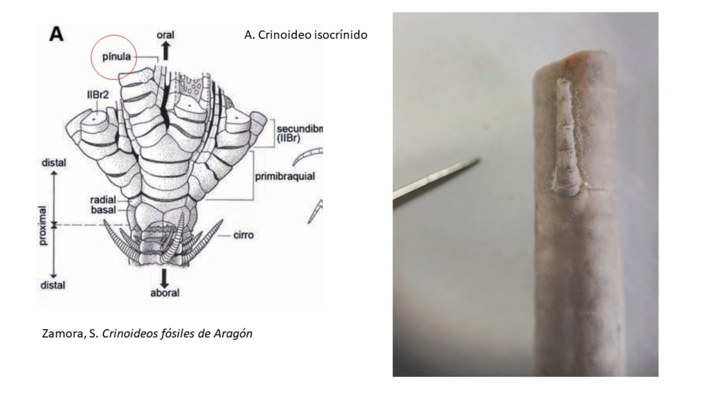 Ayuda con esta pieza de crinoideo Pinnu10