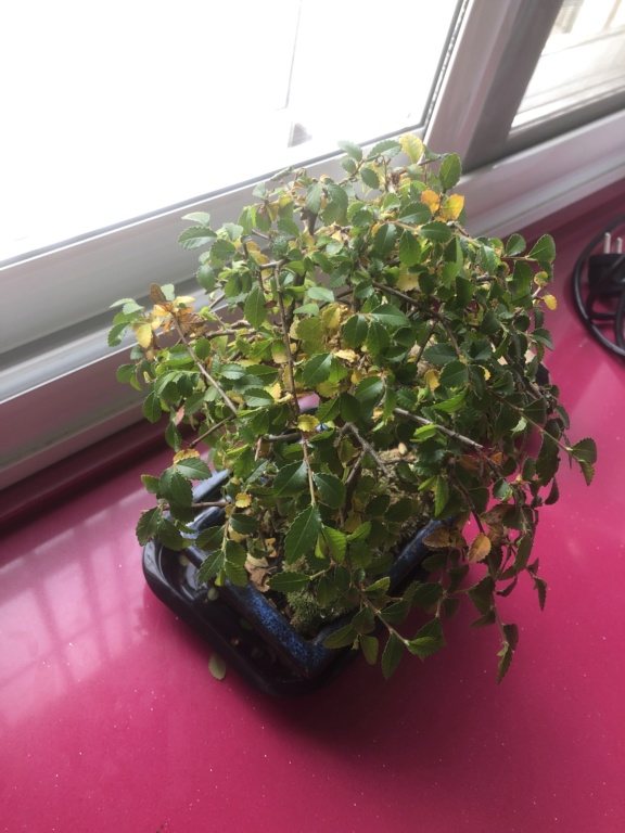 Ayuda urgente con zelkova parvifolia Image10