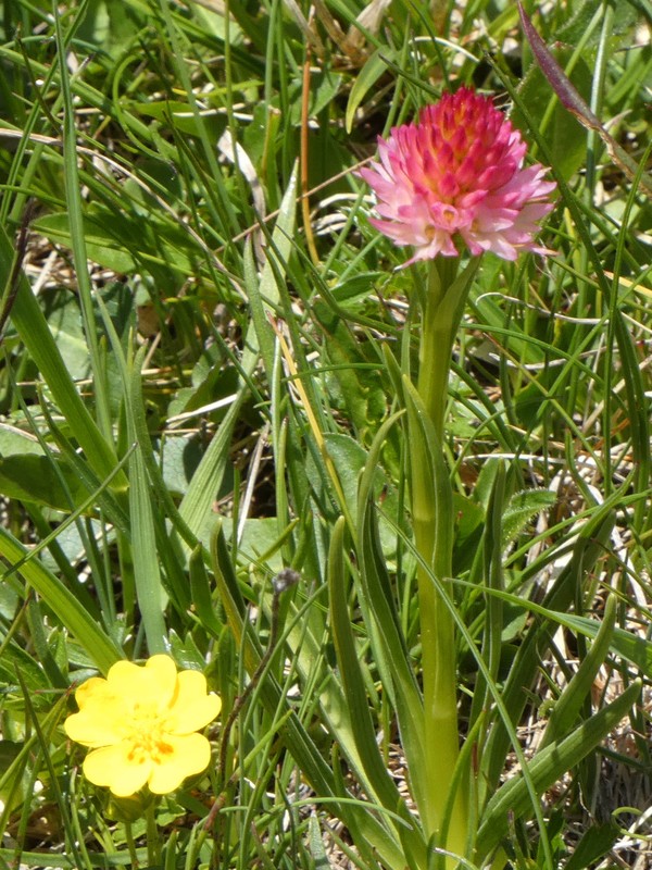 Plateau du Lac Fourchu ( taillefer-38) le 30 juin T0812