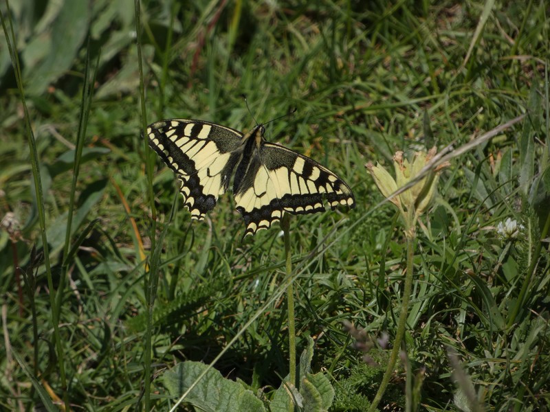 encore un peu de Vallon de Combeau T2310