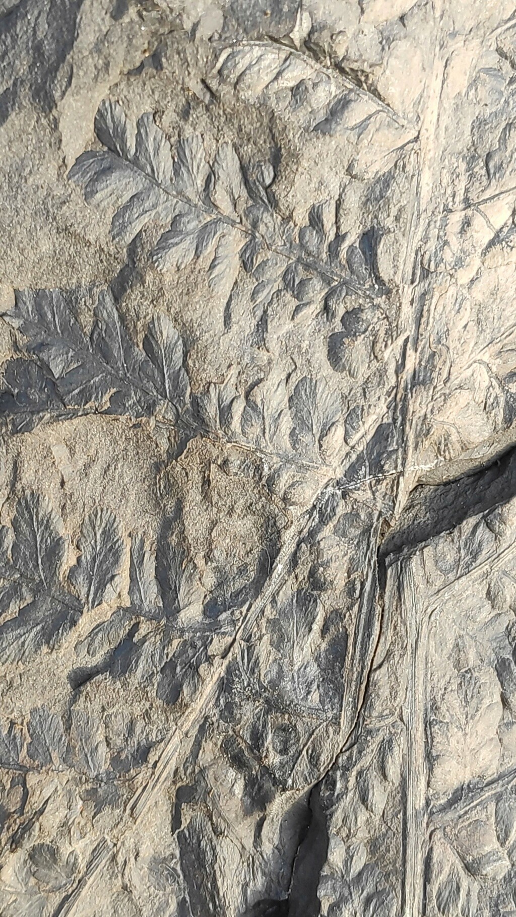 Sphenopteris..mina Carrasconte León- Carras33