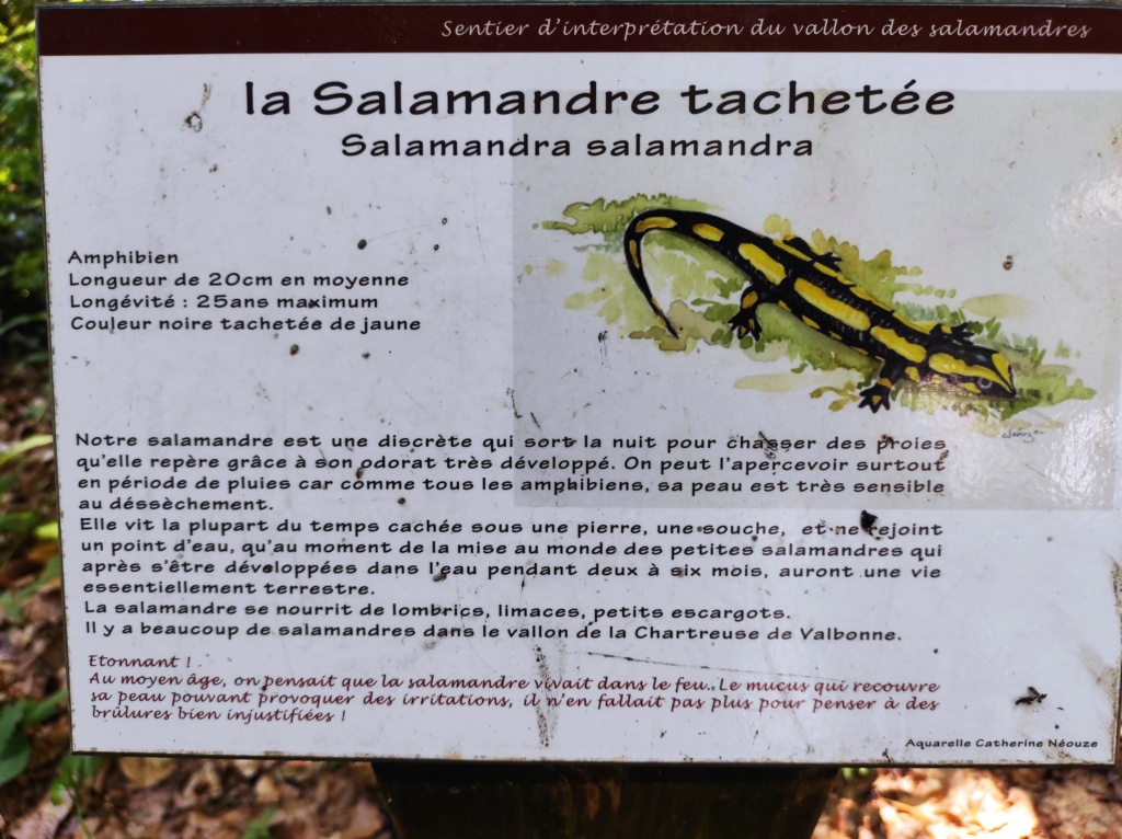 salamandre 00006325