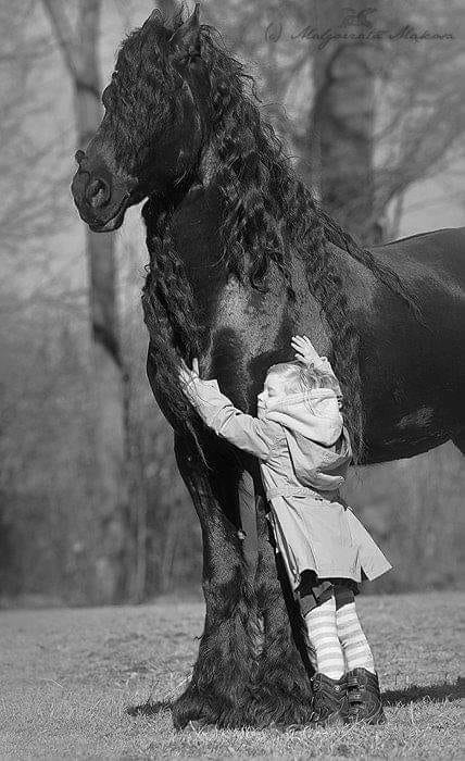 La traction animale ne serait rien sans...les animaux ! - Page 3 0_0_0286