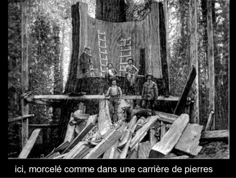 TRONCONNEUSES - Les Tronçonneuses et le travail au bois en photos d'époque... - Page 7 0_0_2245