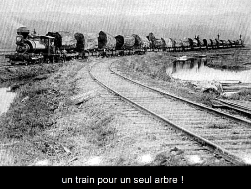 Les Tronçonneuses et le travail au bois en photos d'époque... - Page 7 0_0_2248