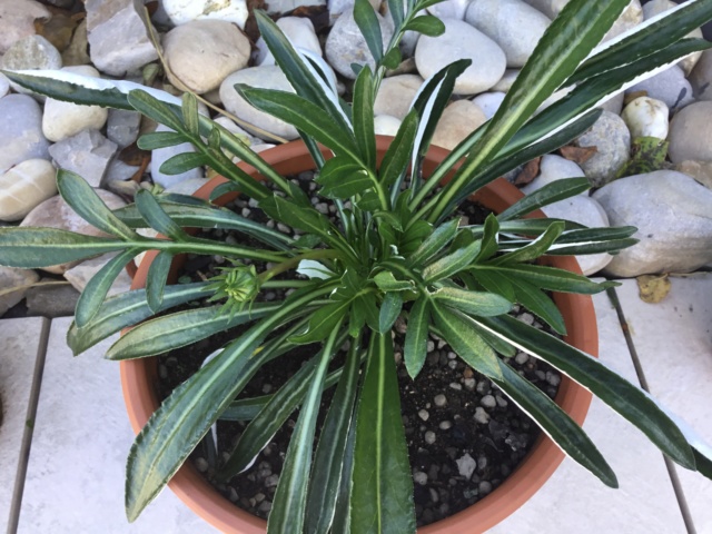 Gazania : Nouvelle plante à identifier 827d0010