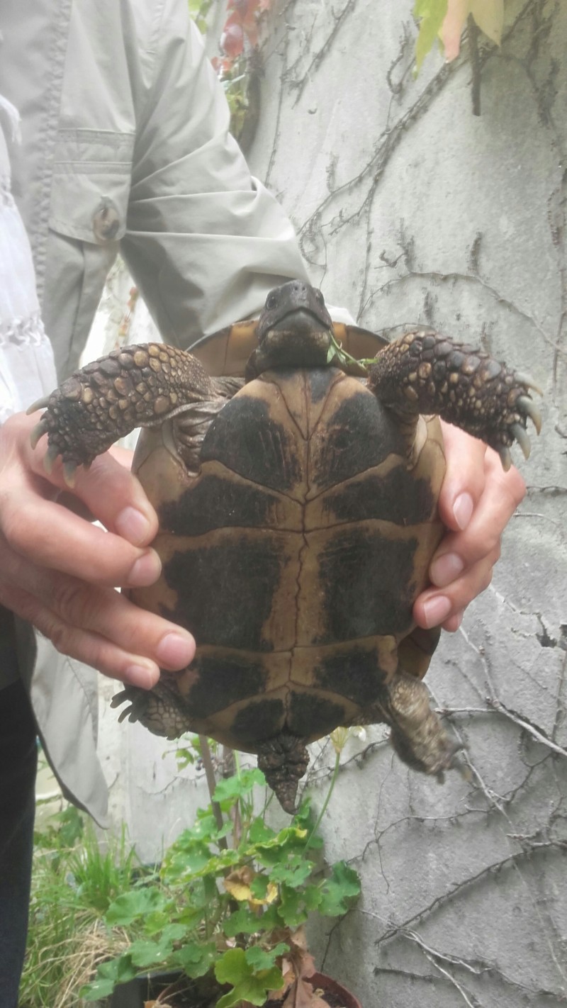 Identification de la tortue de Proserpine ... 20181017