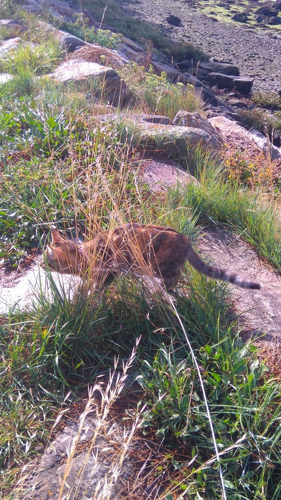 ORIA, chatonne européenne marron tabby, née le 20/05/18 Dsc_2012