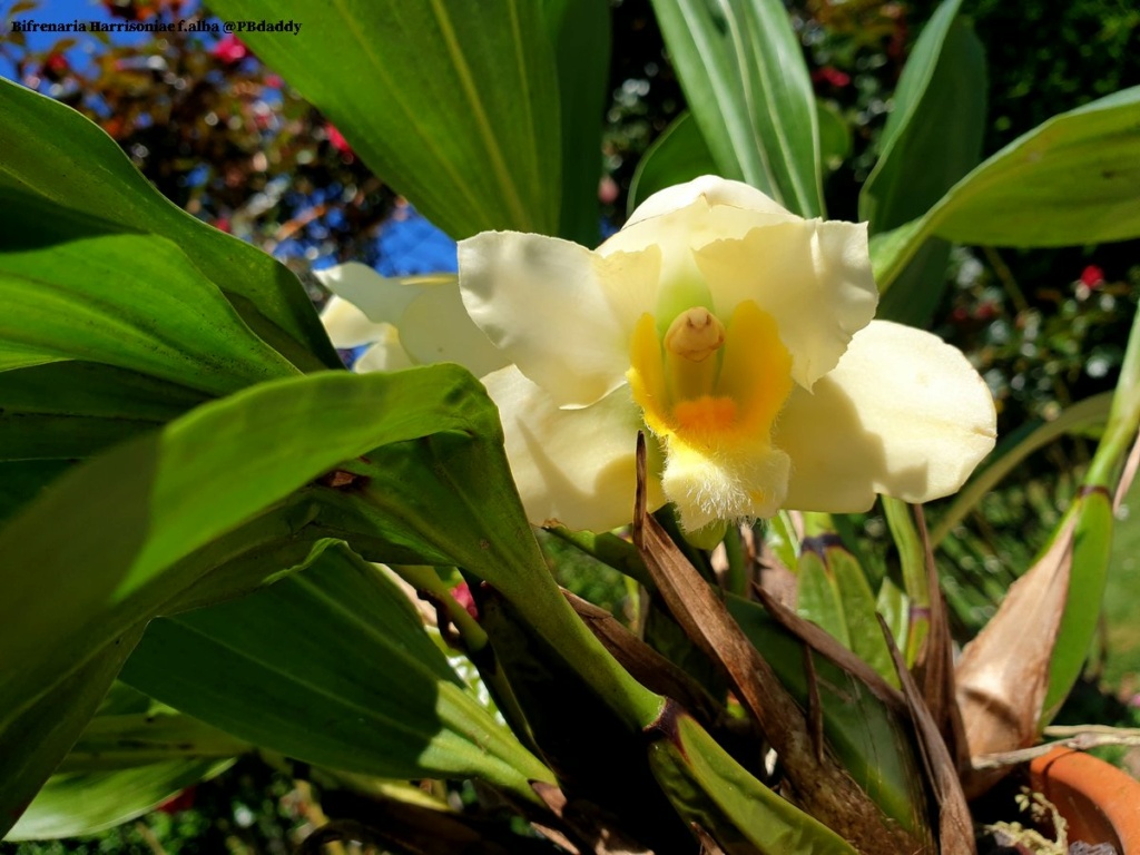 Bifrenaria harrisoniae f.alba Bifren18