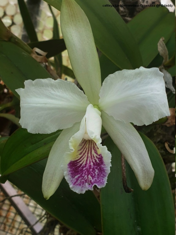 Cattleya lueddemanniana f.coerulea  Cat_lu15