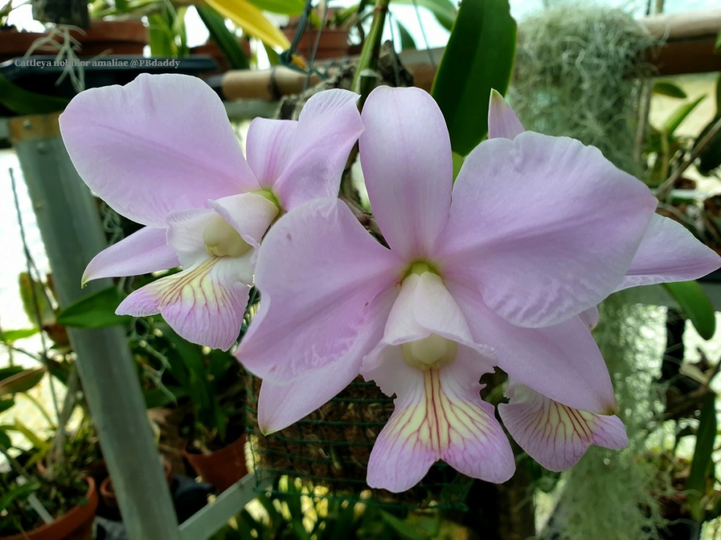 Cattleya nobilior v.amaliae Cattl119