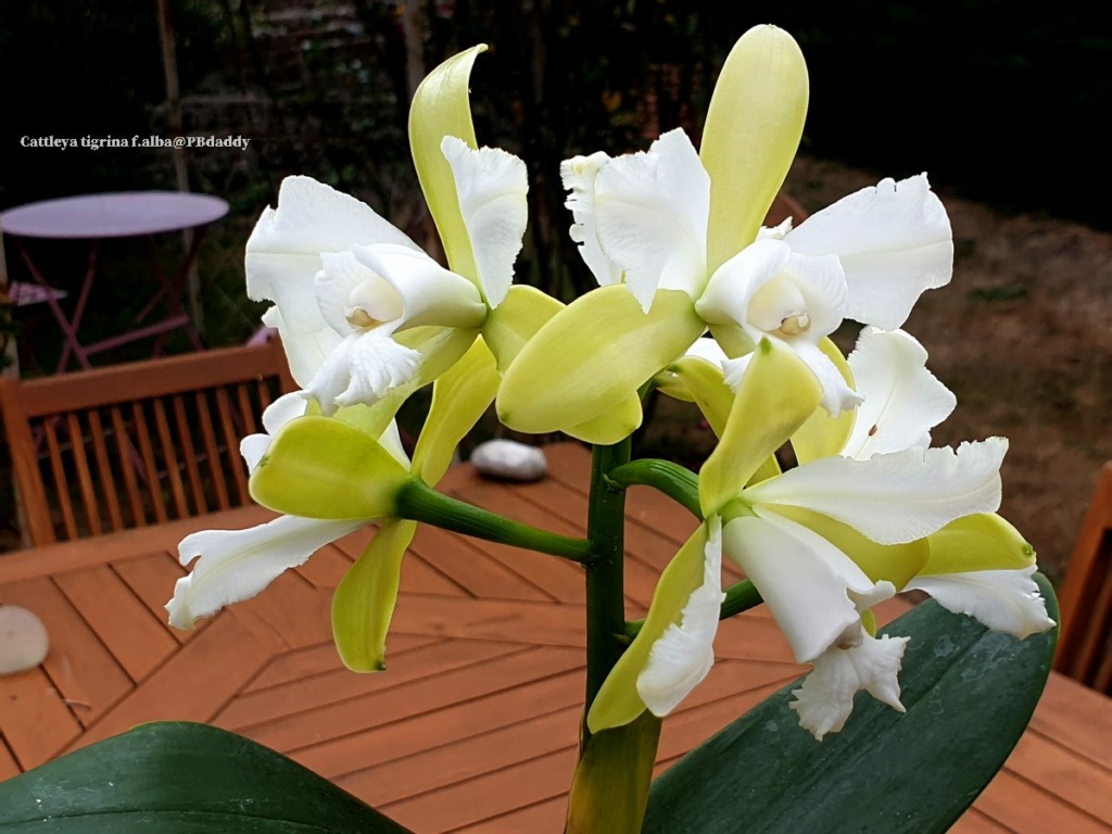 Cattleya tigrina (Leopoldii ) trilabelo f. alba  Cattl134