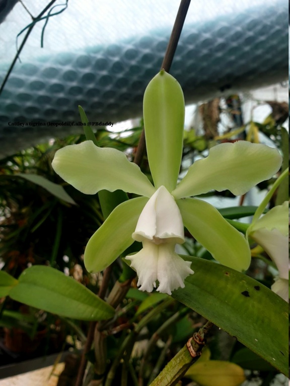 Cattleya tigrina (leopoldii) f. alba Cattl137