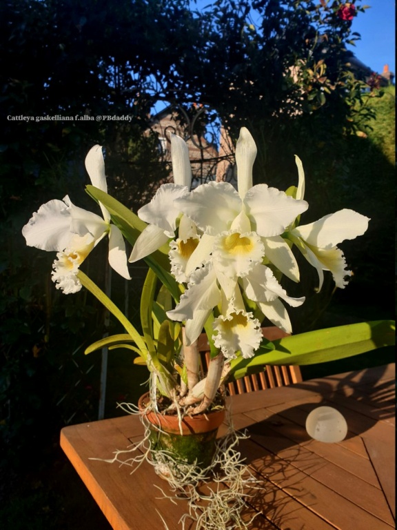 Cattleya gaskelliana f.alba Cattl140