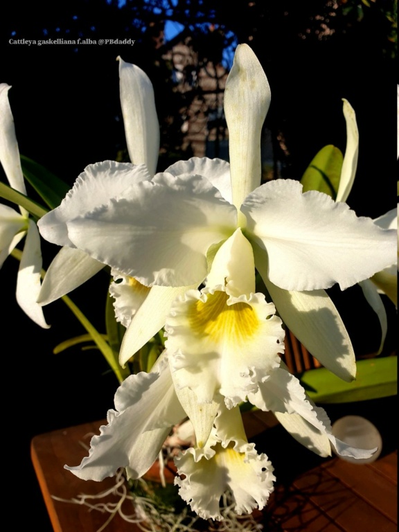 Cattleya gaskelliana f.alba Cattl141