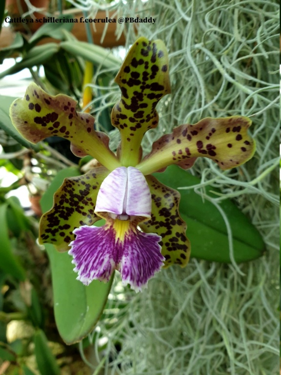 Cattleya schilleriana f. coerulea  Cattle82