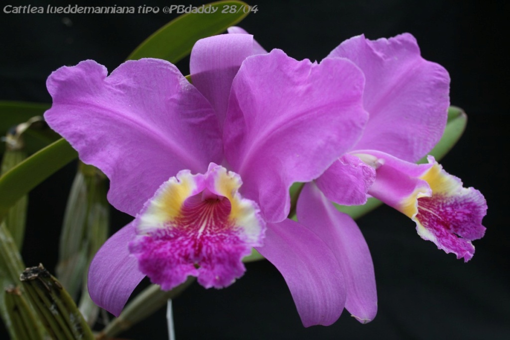 Cattleya lueddemanniana Img_0021