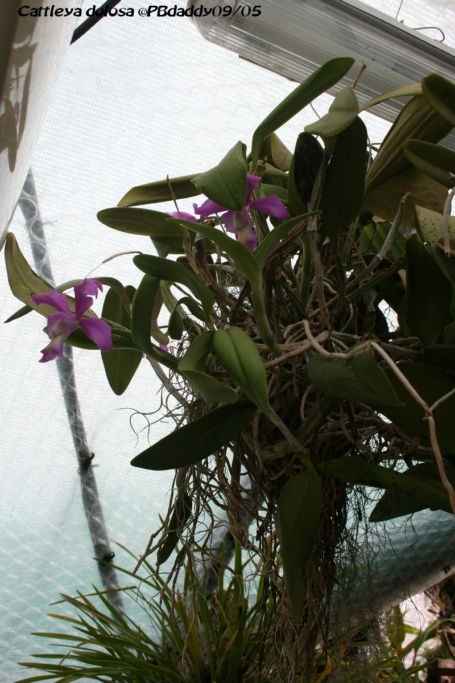 Cattleya Heathii ( x dolosa) Img_0038