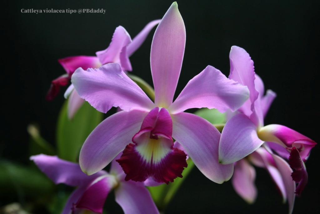 Cattleya violacea   Img_0181