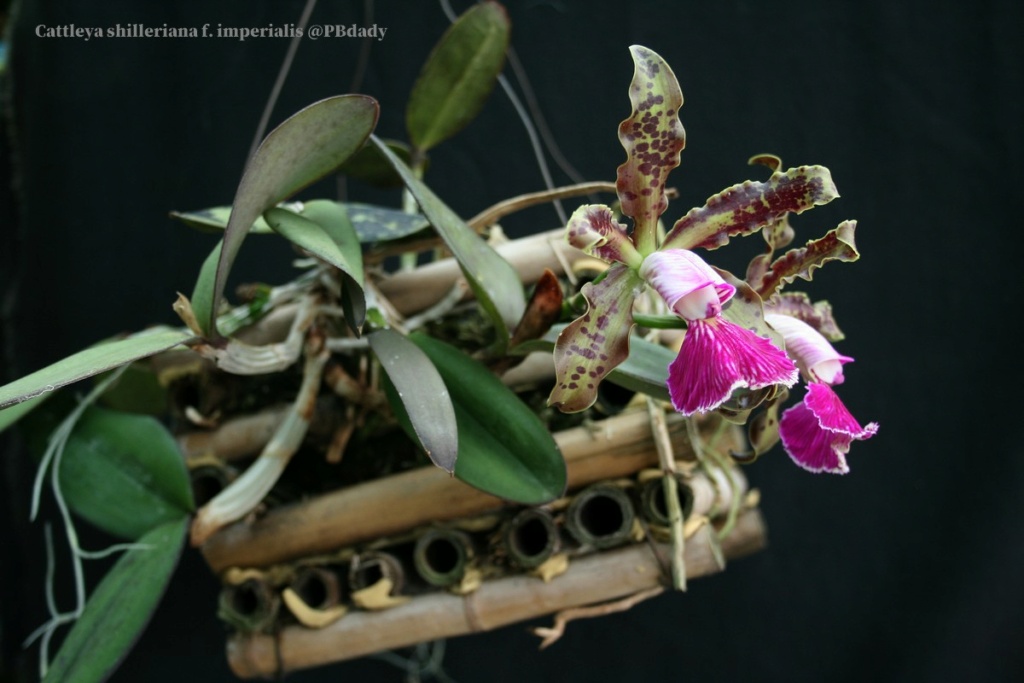 Cattleya schilleriana f. imperialis Img_0203