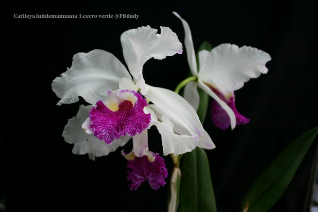 Cattleya lueddemanniana f. semi-alba ' Cerro Verde ' Img_0206