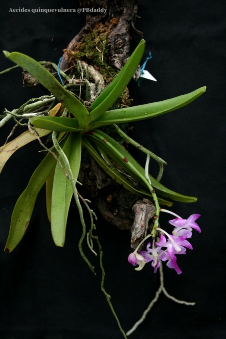 Aerides quinquevulnera Img_0224