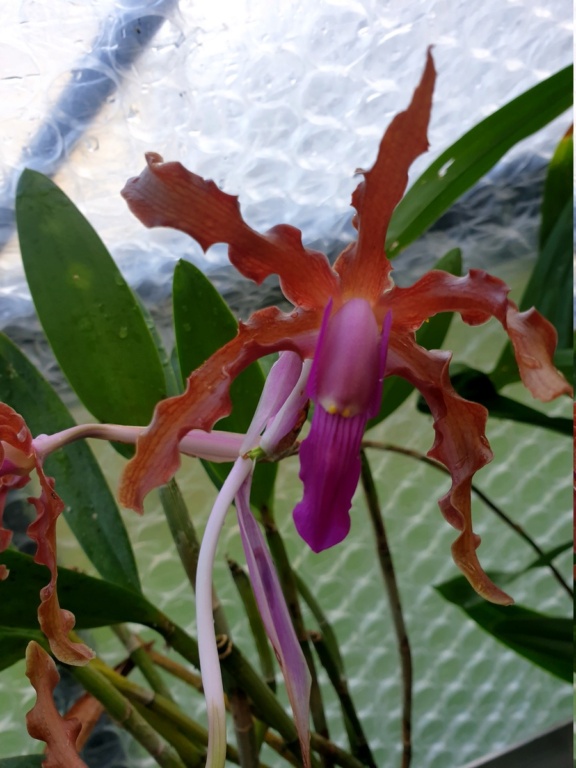 Laelia ( schomburgkia ) undulata Laelia14