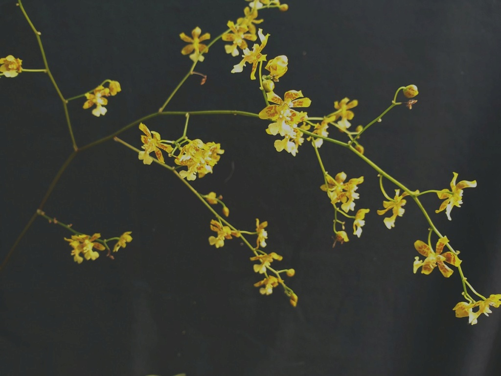 Grandiphyllum auricula ( Oncidium harrisonianum) Oncidi11