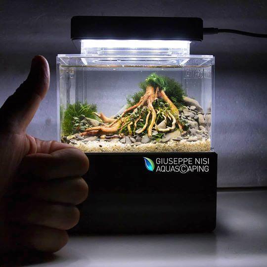un aquarium miniature sans poissons 34982210