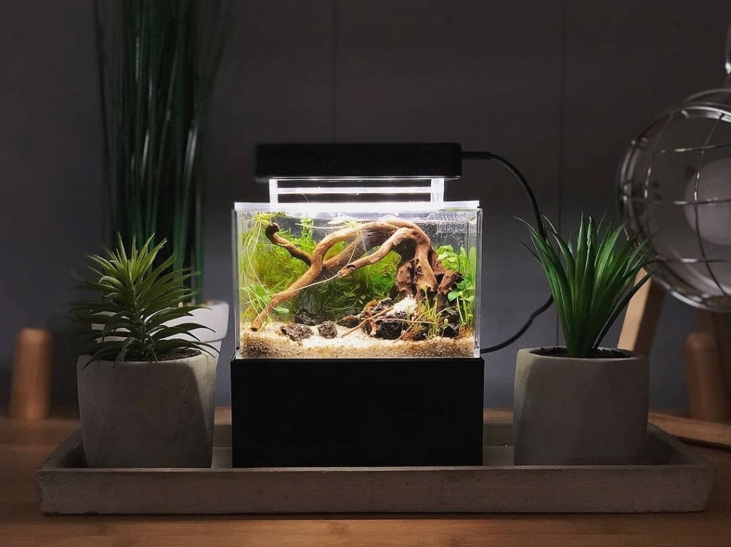 un aquarium miniature sans poissons Msx49010