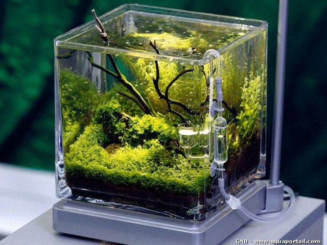 un aquarium miniature sans poissons Pico-a10