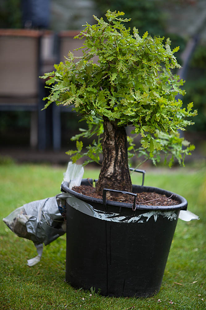 my big german oak - Yamadori 510