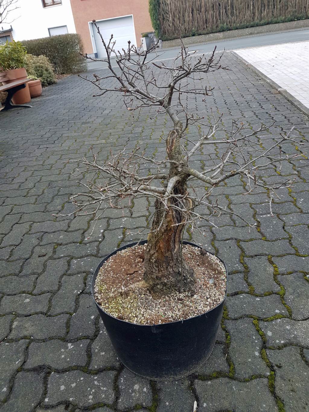 my big german oak - Yamadori 610