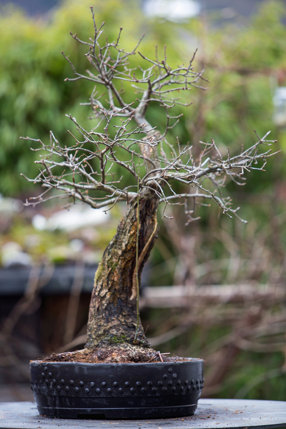 my big german oak - Yamadori 710