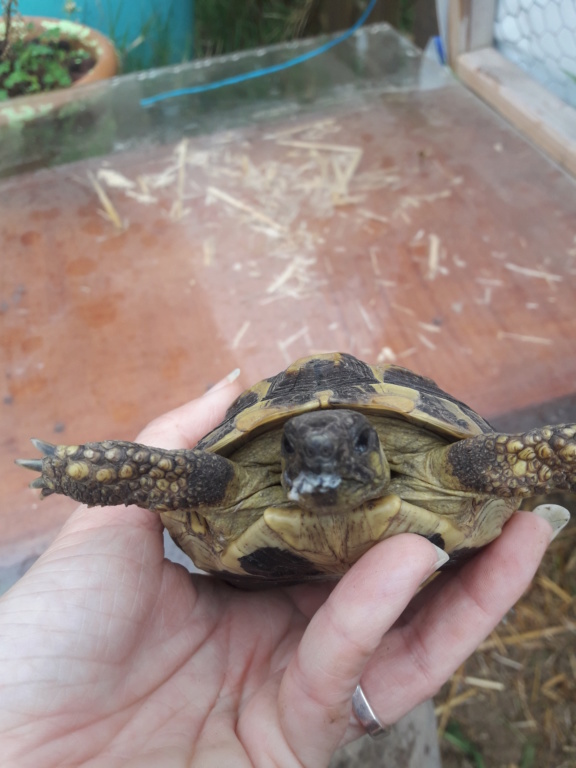 Matière blanche dans la bouche Tortue10