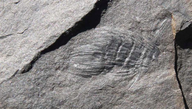 Fossiles de Graissessac Calomo10
