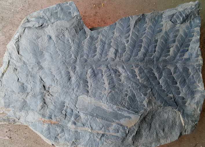 Fossiles de Graissessac Odonto10