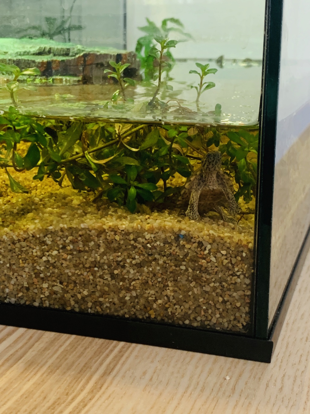 Inquiète, ma tortue ne bouge pas...