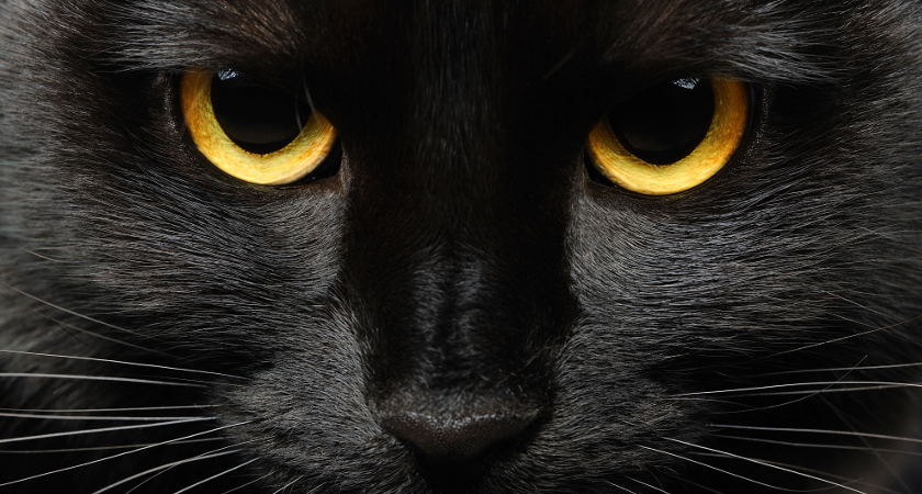 Beware the black cat! 13 Irish superstitions everyone should know about Blackc10