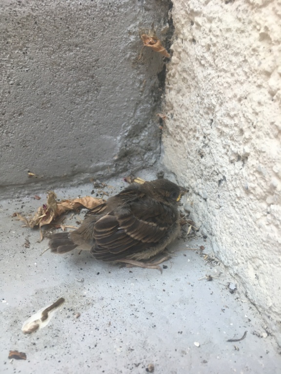 Petit oiseau trouvé dans les escaliers Img_1310