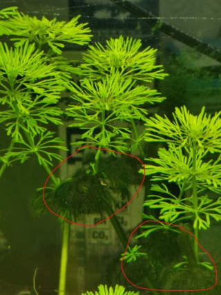 gros souci d'algues Inkedi10