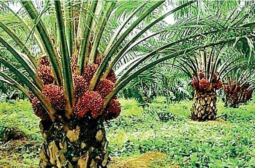 Sri Lanka bans palm oil imports, tells producers to uproot plantations 53c8f910