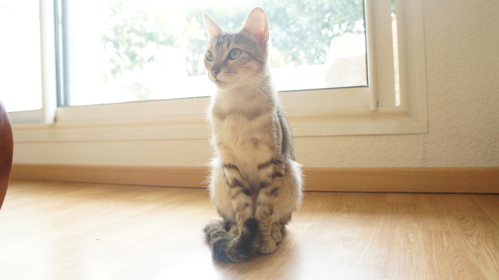 PINGA, FEMELLE MARRON TABBY DE TYPE EUROPEEN, NÉE LE 03/03/2019 Dsc05614