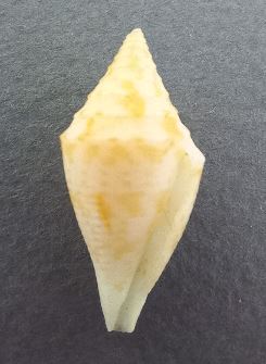 Conus_du_complexe_Turriconus_praecellens Conus_17